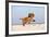 Cavalier King Charles Spaniel, Puppy, 14 Weeks, Ruby, Running on Beach, Jumping-Petra Wegner-Framed Photographic Print