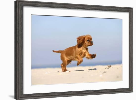 Cavalier King Charles Spaniel, Puppy, 14 Weeks, Ruby, Running on Beach, Jumping-Petra Wegner-Framed Photographic Print