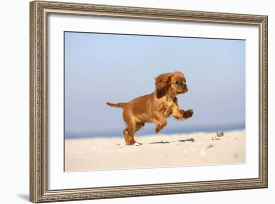 Cavalier King Charles Spaniel, Puppy, 14 Weeks, Ruby, Running on Beach, Jumping-Petra Wegner-Framed Photographic Print