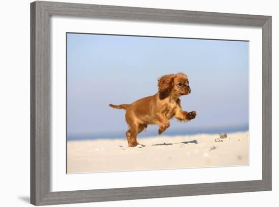 Cavalier King Charles Spaniel, Puppy, 14 Weeks, Ruby, Running on Beach, Jumping-Petra Wegner-Framed Photographic Print