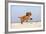 Cavalier King Charles Spaniel, Puppy, 14 Weeks, Ruby, Running on Beach, Jumping-Petra Wegner-Framed Photographic Print