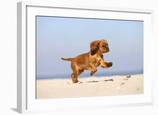 Cavalier King Charles Spaniel, Puppy, 14 Weeks, Ruby, Running on Beach, Jumping-Petra Wegner-Framed Photographic Print