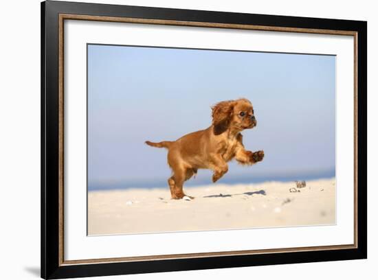 Cavalier King Charles Spaniel, Puppy, 14 Weeks, Ruby, Running on Beach, Jumping-Petra Wegner-Framed Photographic Print