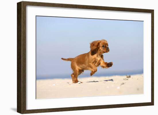 Cavalier King Charles Spaniel, Puppy, 14 Weeks, Ruby, Running on Beach, Jumping-Petra Wegner-Framed Photographic Print