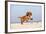 Cavalier King Charles Spaniel, Puppy, 14 Weeks, Ruby, Running on Beach, Jumping-Petra Wegner-Framed Photographic Print