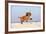 Cavalier King Charles Spaniel, Puppy, 14 Weeks, Ruby, Running on Beach, Jumping-Petra Wegner-Framed Photographic Print