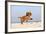 Cavalier King Charles Spaniel, Puppy, 14 Weeks, Ruby, Running on Beach, Jumping-Petra Wegner-Framed Photographic Print