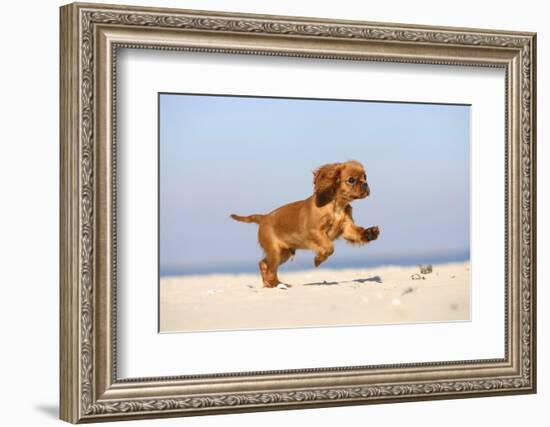 Cavalier King Charles Spaniel, Puppy, 14 Weeks, Ruby, Running on Beach, Jumping-Petra Wegner-Framed Photographic Print