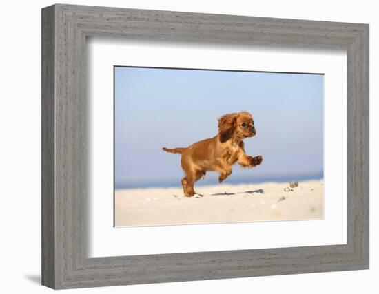 Cavalier King Charles Spaniel, Puppy, 14 Weeks, Ruby, Running on Beach, Jumping-Petra Wegner-Framed Photographic Print