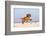 Cavalier King Charles Spaniel, Puppy, 14 Weeks, Ruby, Running on Beach, Jumping-Petra Wegner-Framed Photographic Print