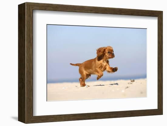 Cavalier King Charles Spaniel, Puppy, 14 Weeks, Ruby, Running on Beach, Jumping-Petra Wegner-Framed Photographic Print