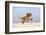 Cavalier King Charles Spaniel, Puppy, 14 Weeks, Ruby, Running on Beach, Jumping-Petra Wegner-Framed Photographic Print