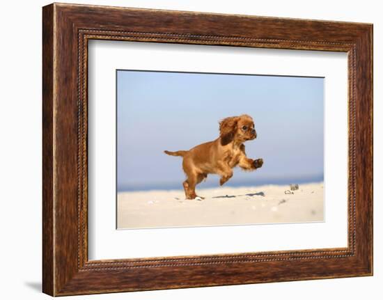 Cavalier King Charles Spaniel, Puppy, 14 Weeks, Ruby, Running on Beach, Jumping-Petra Wegner-Framed Photographic Print