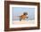 Cavalier King Charles Spaniel, Puppy, 14 Weeks, Ruby, Running on Beach, Jumping-Petra Wegner-Framed Photographic Print