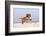 Cavalier King Charles Spaniel, Puppy, 14 Weeks, Ruby, Running on Beach, Jumping-Petra Wegner-Framed Photographic Print