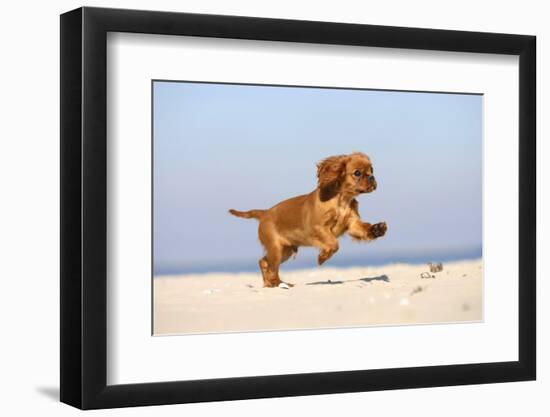 Cavalier King Charles Spaniel, Puppy, 14 Weeks, Ruby, Running on Beach, Jumping-Petra Wegner-Framed Photographic Print