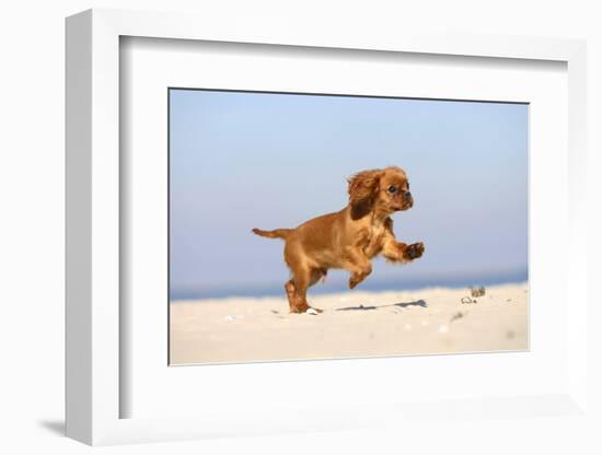 Cavalier King Charles Spaniel, Puppy, 14 Weeks, Ruby, Running on Beach, Jumping-Petra Wegner-Framed Photographic Print