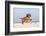 Cavalier King Charles Spaniel, Puppy, 14 Weeks, Ruby, Running on Beach, Jumping-Petra Wegner-Framed Photographic Print