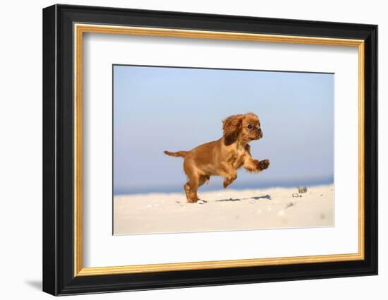 Cavalier King Charles Spaniel, Puppy, 14 Weeks, Ruby, Running on Beach, Jumping-Petra Wegner-Framed Photographic Print