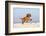 Cavalier King Charles Spaniel, Puppy, 14 Weeks, Ruby, Running on Beach, Jumping-Petra Wegner-Framed Photographic Print