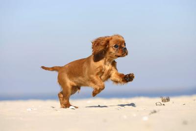 king charles spaniel ruby puppy