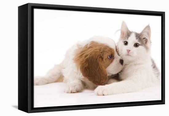 Cavalier King Charles Spaniel Puppy in Studio-null-Framed Premier Image Canvas