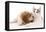 Cavalier King Charles Spaniel Puppy in Studio-null-Framed Premier Image Canvas