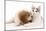 Cavalier King Charles Spaniel Puppy in Studio-null-Mounted Photographic Print