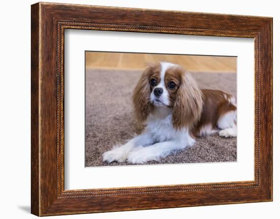 Cavalier King Charles Spaniel puppy reclining on the carpet.-Janet Horton-Framed Photographic Print