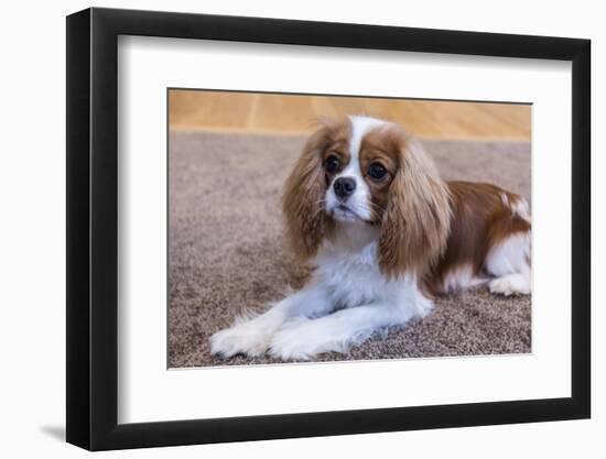 Cavalier King Charles Spaniel puppy reclining on the carpet.-Janet Horton-Framed Photographic Print