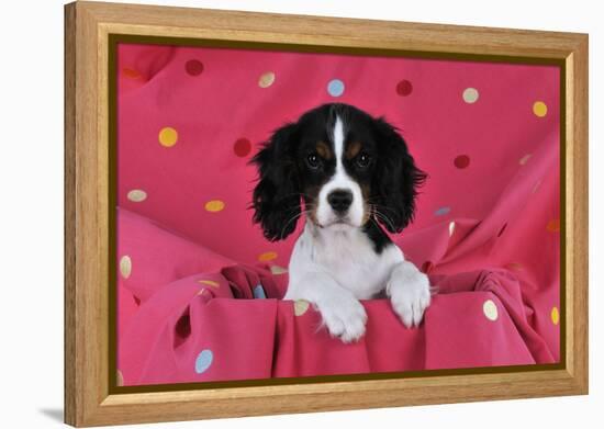 Cavalier King Charles Spaniel Puppy Sitting-null-Framed Premier Image Canvas