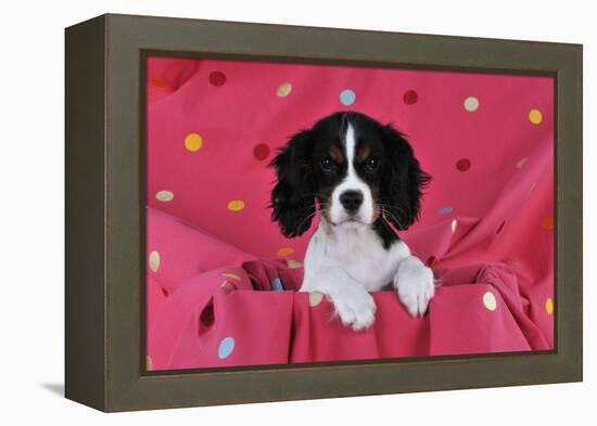 Cavalier King Charles Spaniel Puppy Sitting-null-Framed Premier Image Canvas