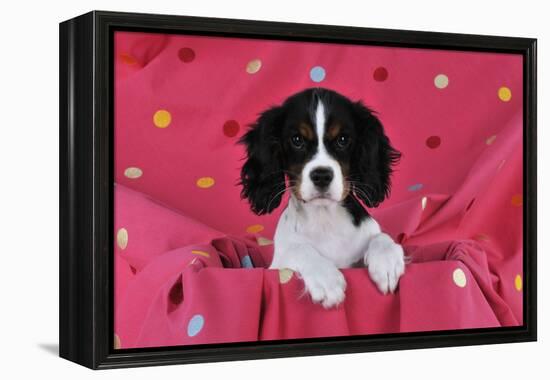 Cavalier King Charles Spaniel Puppy Sitting-null-Framed Premier Image Canvas