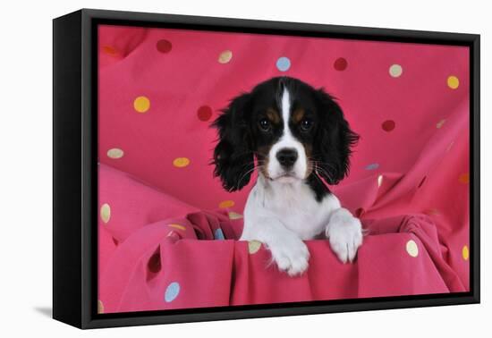 Cavalier King Charles Spaniel Puppy Sitting-null-Framed Premier Image Canvas