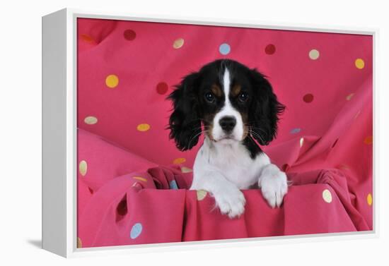 Cavalier King Charles Spaniel Puppy Sitting-null-Framed Premier Image Canvas