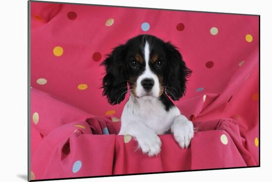 Cavalier King Charles Spaniel Puppy Sitting-null-Mounted Photographic Print