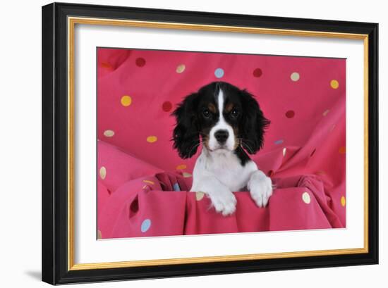 Cavalier King Charles Spaniel Puppy Sitting-null-Framed Photographic Print