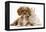 Cavalier King Charles Spaniel Puppy, Star, with Sandy Rabbit-Mark Taylor-Framed Premier Image Canvas