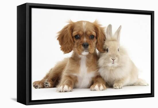 Cavalier King Charles Spaniel Puppy, Star, with Sandy Rabbit-Mark Taylor-Framed Premier Image Canvas