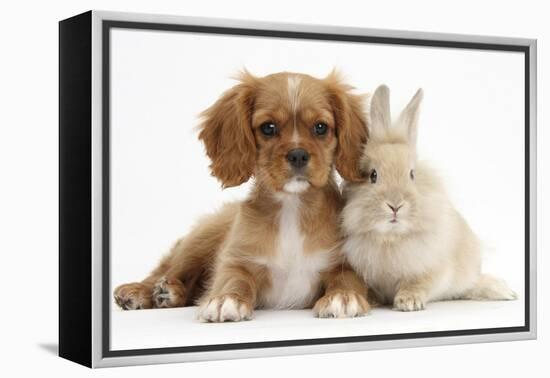 Cavalier King Charles Spaniel Puppy, Star, with Sandy Rabbit-Mark Taylor-Framed Premier Image Canvas