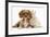 Cavalier King Charles Spaniel Puppy, Star, with Sandy Rabbit-Mark Taylor-Framed Photographic Print