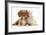 Cavalier King Charles Spaniel Puppy, Star, with Sandy Rabbit-Mark Taylor-Framed Photographic Print