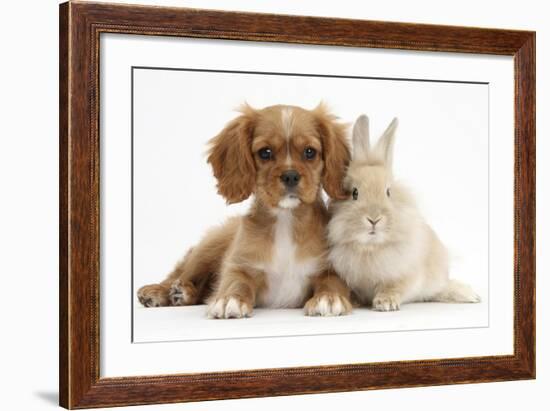 Cavalier King Charles Spaniel Puppy, Star, with Sandy Rabbit-Mark Taylor-Framed Photographic Print