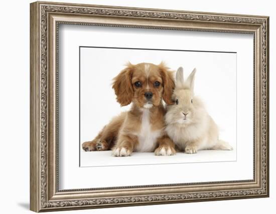 Cavalier King Charles Spaniel Puppy, Star, with Sandy Rabbit-Mark Taylor-Framed Photographic Print