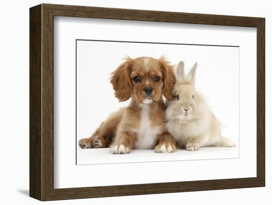 Cavalier King Charles Spaniel Puppy, Star, with Sandy Rabbit-Mark Taylor-Framed Photographic Print