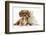 Cavalier King Charles Spaniel Puppy, Star, with Sandy Rabbit-Mark Taylor-Framed Photographic Print