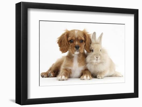 Cavalier King Charles Spaniel Puppy, Star, with Sandy Rabbit-Mark Taylor-Framed Photographic Print