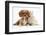 Cavalier King Charles Spaniel Puppy, Star, with Sandy Rabbit-Mark Taylor-Framed Photographic Print