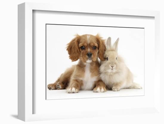 Cavalier King Charles Spaniel Puppy, Star, with Sandy Rabbit-Mark Taylor-Framed Photographic Print