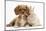 Cavalier King Charles Spaniel Puppy, Star, with Sandy Rabbit-Mark Taylor-Mounted Photographic Print